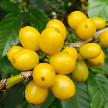 Colombia Yellow Bourbon